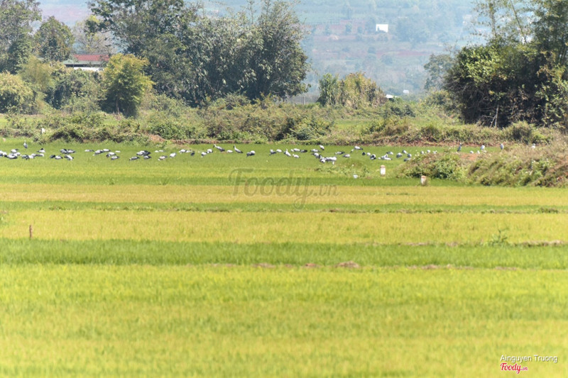 Cánh đồng lúa với đàn cò ngay sát bên cạnh quán