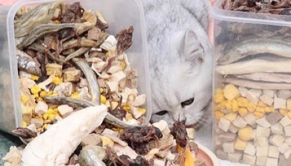 Con Mèo Xiêm Pet Shop