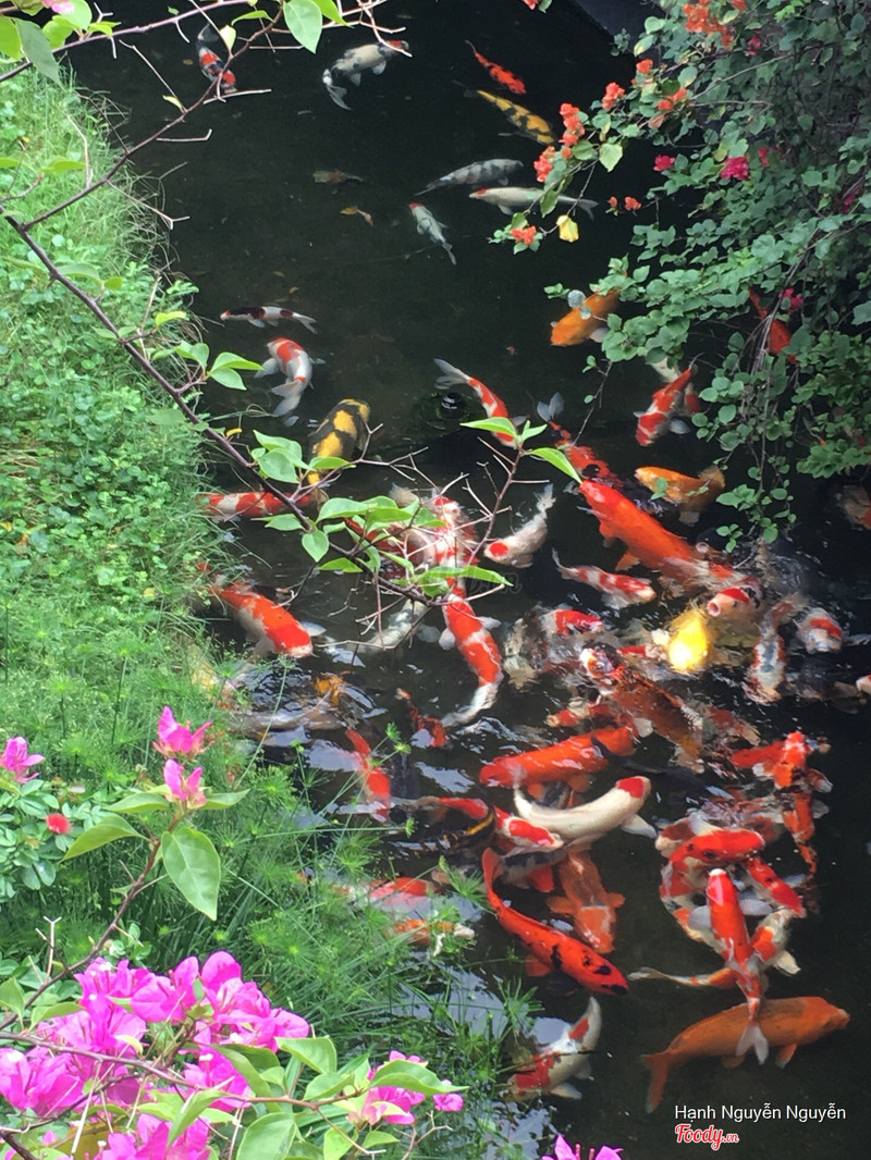 Hồ cá Koi