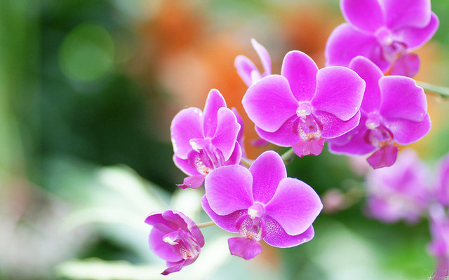 Vườn Lan Phương Nhung