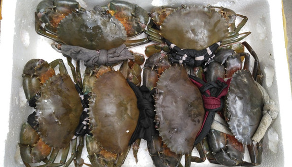 Cua Tươi Sống Cà Mau - Shop Online