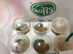 Caffee sữa đá