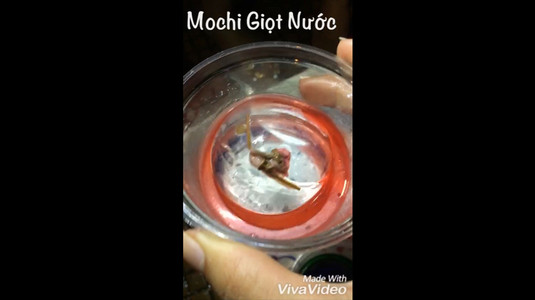 Mochi Giọt Nước 💜