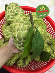 Na dai giống Thái vừa cắt vườn gửi lên tươi rối nha các bạn ... chuẩn đẹp chuẩn ngon .thơm ngọt dai ít hột ... quá đã , trái 500gr-1,2kg (2 3 người ăn 1 trái cũng được ) hàng biếu tặng thì tuyệt vời ... mua về để lên mâm hoa quả dâng tặng ông bà tổ tiên cũng quá tuyệt .. các bạn nhanh tay nha oder nha .. chiều mình giao luôn nè ... thix ghê 180k/kg nha