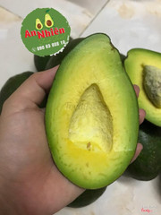 bơ sáp Bảo Lộc dày cơm béo ngậy sáp vàng xanh 130k/kg giá bơ trái vụ