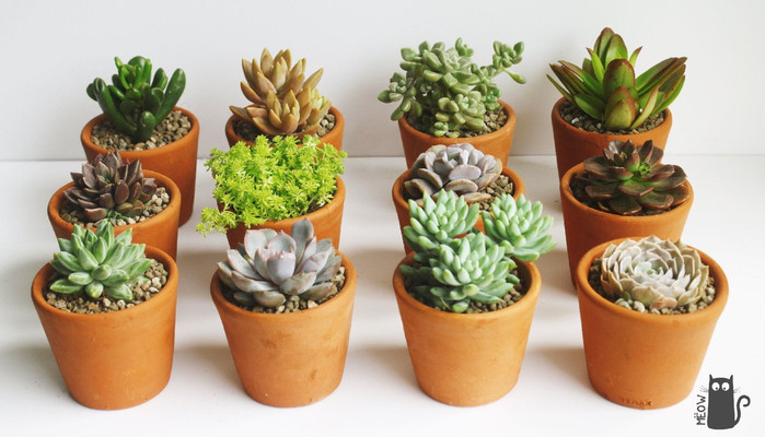 Nostiplant - Đường Số 2