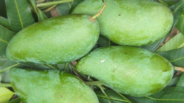 Thị Mẹt - Xoài Tứ Quý - Củ Chi