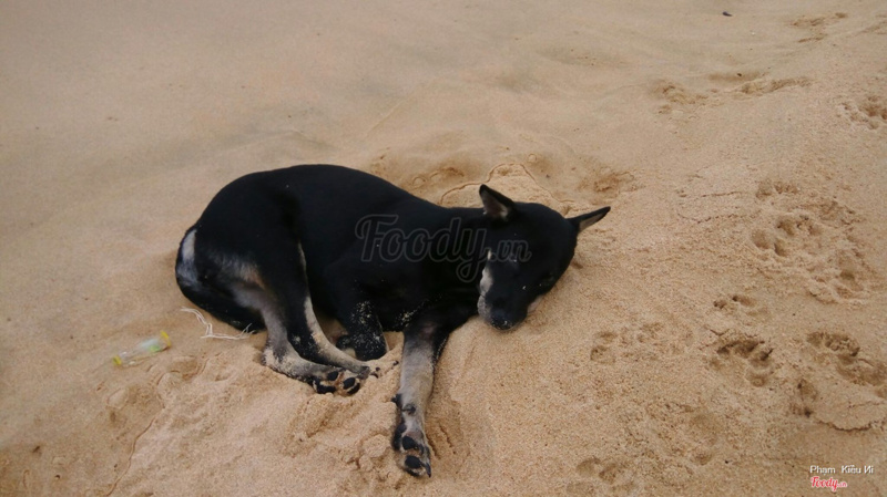 Chú chó ngủ say trên bãi cát 