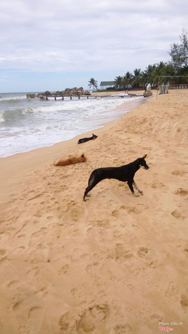Rất nhiều em chó trên bãi biển 