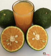 Cam vắt nguyên chất (có đá - đường) : 20k