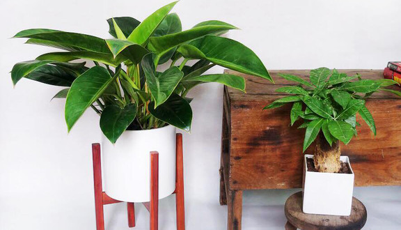 Vườn Ươm 365 - Cây Cảnh Cây Xanh