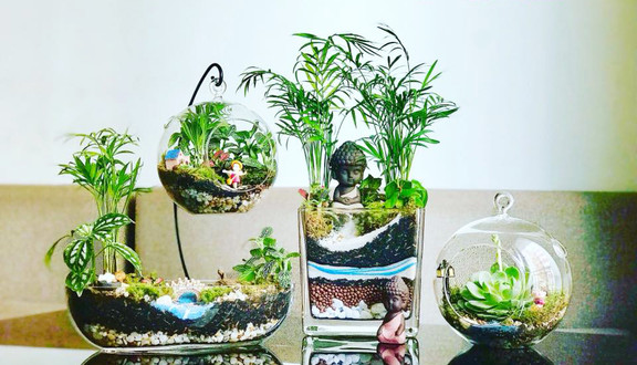 V-Garden - Cây Cảnh Mini