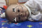 bobo_2610
