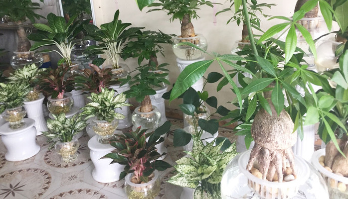 Ngọc Linh - Cây Cảnh Trang Trí Phong Thủy