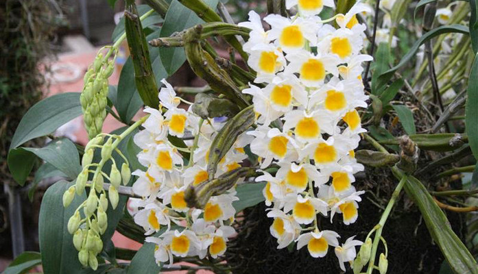 Hoa Lan Bảo Ngọc