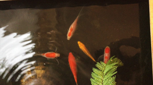 Koicha Saigon - Bubble Tea & Coffee