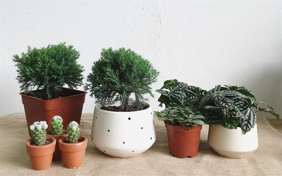 A Little Leaf - Xã Đàn