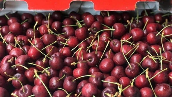 Oganic Biên Hoà - Đặng Đức Thuật