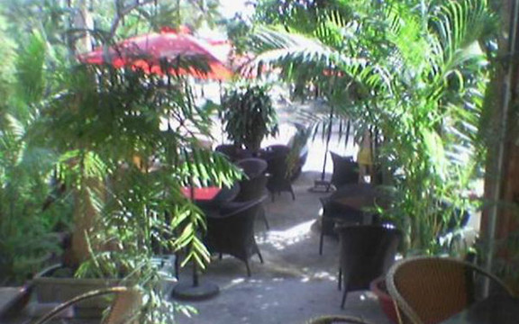 Cây Nhãn Cafe