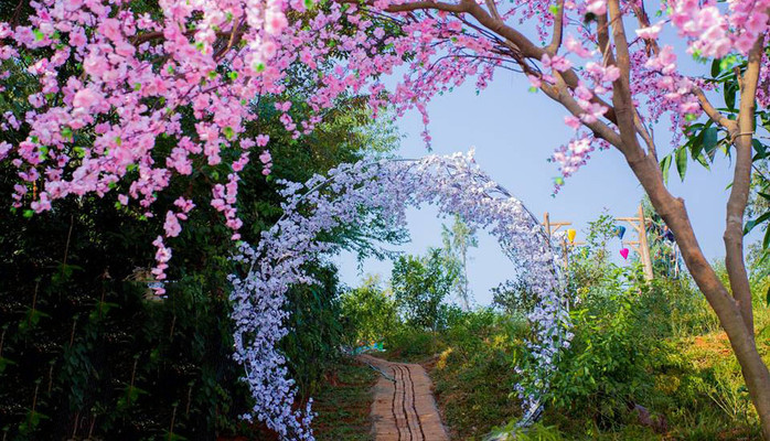 Phim Trường Đồi Hoa Gió Mùa - Tam Đảo