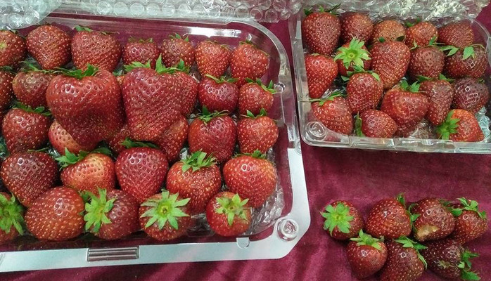 Bắp Cải Xanh - Thực Phẩm Đặc Sản