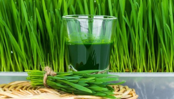 Tâm Tiểu Mạch - Nước Ép Cỏ Lúa Mì Mix