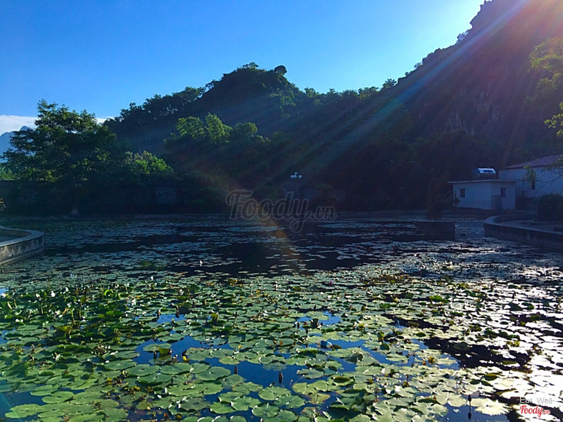 Hồ hoa súng