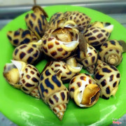 ốc hương