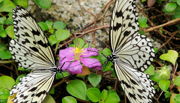 Saithip Butterfly Garden