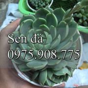 Sen Đá Gò Vấp - Hồ Chí Minh Địa chỉ : 352 Thống Nhất, quận Gò Vấp  Giá : 15k/cây - ai mua sỉ inbox nhé  Liên hệ : 0975.908.775 ( gọi hoặc zalo)    #senđá#caysenda#senđa#sendagovap#senđágòvấp#sendahcm#sendavietnam#sendasaigon