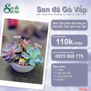 Sen đ&#225; Gi&#225; rẻ