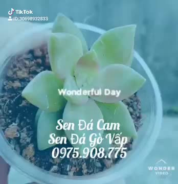 Sen đá Cam - Sen Đá Gò Vấp - Hồ Chí Minh