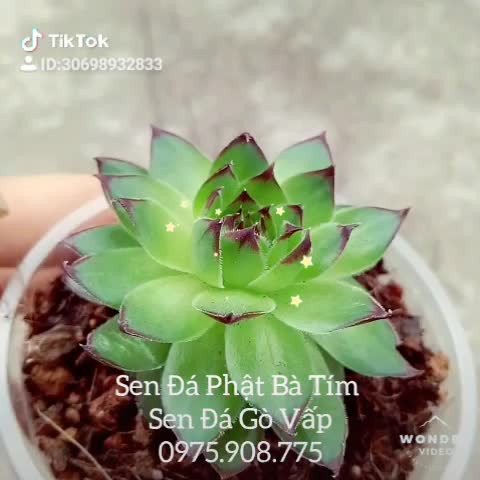 Sen đá phật bà tím - Sen Đá Gò Vấp - Hồ Chí Minh