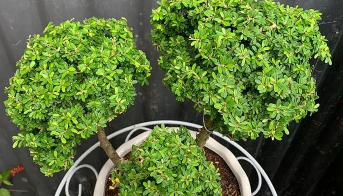 Nhung QA - Tester - 1