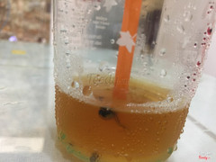 Sau khi uống gần hết ly thì đm mình mới thấy con này :) Lúc đầu trà đậm màu nên k thấy, h thấy thì ám ảnh mẹ luôn. Chừ muốn nôn hết ra nhưng k đc :) Mình mua ly này lúc 9h sáng ngày 8/8/2018. Sẽ kbh quay lại.  