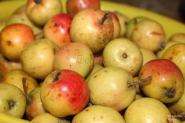 táo mèo tươi sapa ngâm rượu