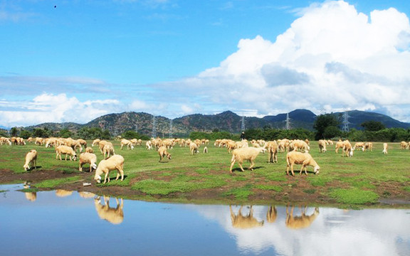 Đồng Cừu An Hòa