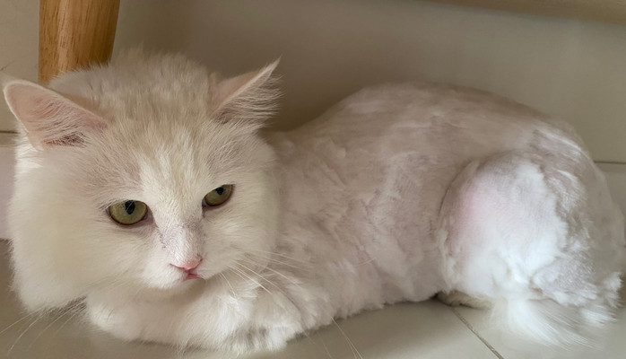 hshsh - nshsh - hsbshs