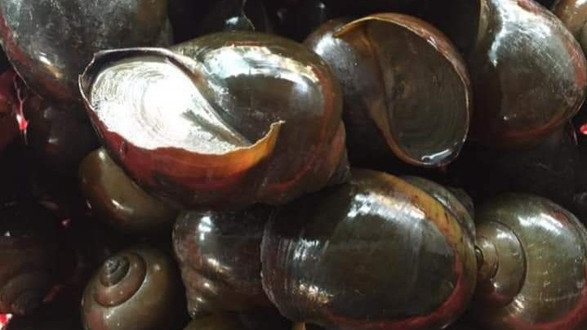 Thực Phẩm Hoài Thơ - Khu Phố 4