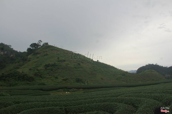 Đồi chè xanh mướt