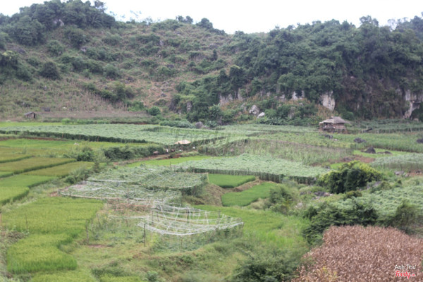 Nhìn từ ven rừng thông