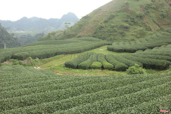 Tha hồ tìm gó bấm máy