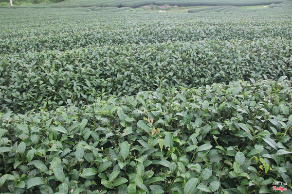 Lá chè mùa thu nên chưa mơn mởn cho lắm