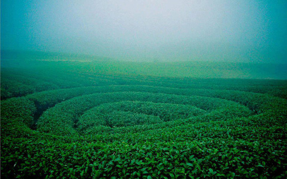 Cao Nguyên Mộc Châu - Sơn La