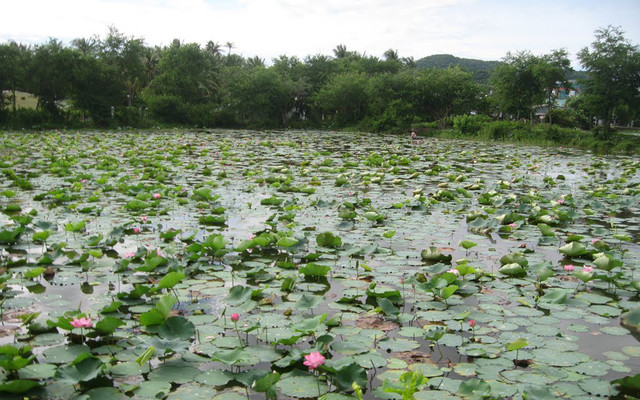 Hồ Tân Trung