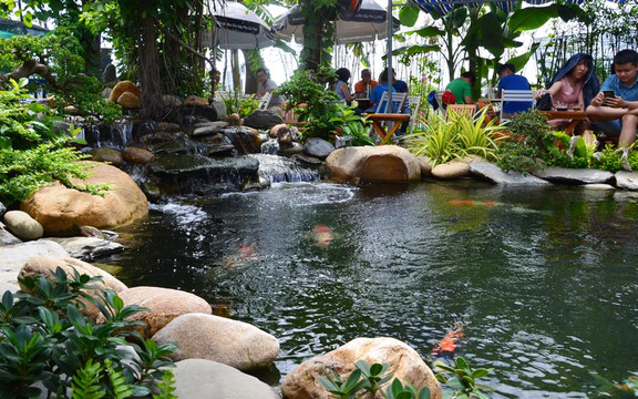 Ruby Koi Coffee - Sinh Vật Cảnh