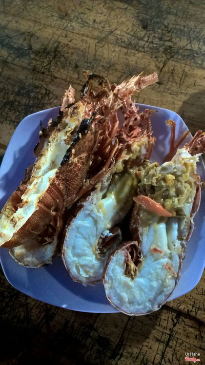 Tôm hùm 2 con 600k