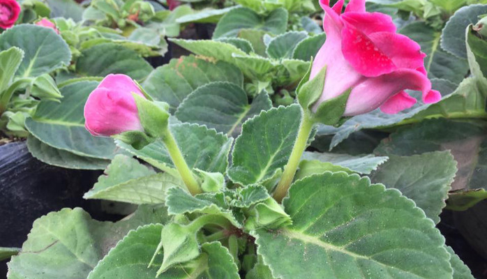 Hà Thành - Hoa & Hạt Giống