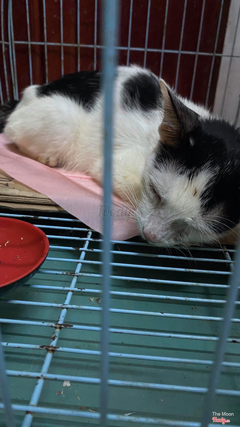 Bé mèo gần như k còn phản ứng, thoi thóp, nhưng H k cho mang đi vì mèo H giữ đã tiêm dc 9 ngày.