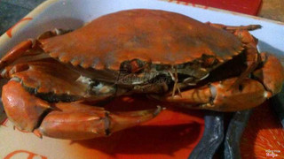 Con cua đang lườm 😂😂